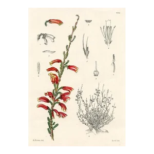 1920s, Two-Color Heather Print, Plants of South Africa, Original Antique Botanical Print, Lithograph, South Africa