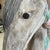 Continental Decorative Carousel Horse Hand Carved Circa 1900 55" Tall For Sale - Image 10 of 17