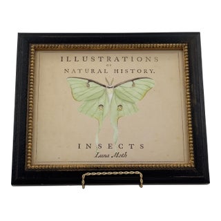 Vintage Luna Moth Natural History Insect Print For Sale