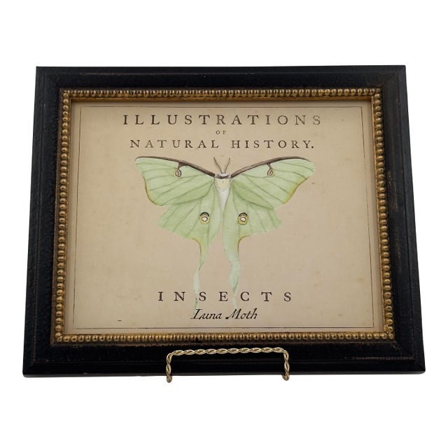Vintage Luna Moth Natural History Insect Print For Sale