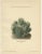K. Schumann and M. Gürke, Cactus, 1900, Paper, Set of 4 For Sale - Image 5 of 6