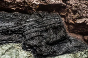 Marko Milić, Stone Lion, Abstract Photography