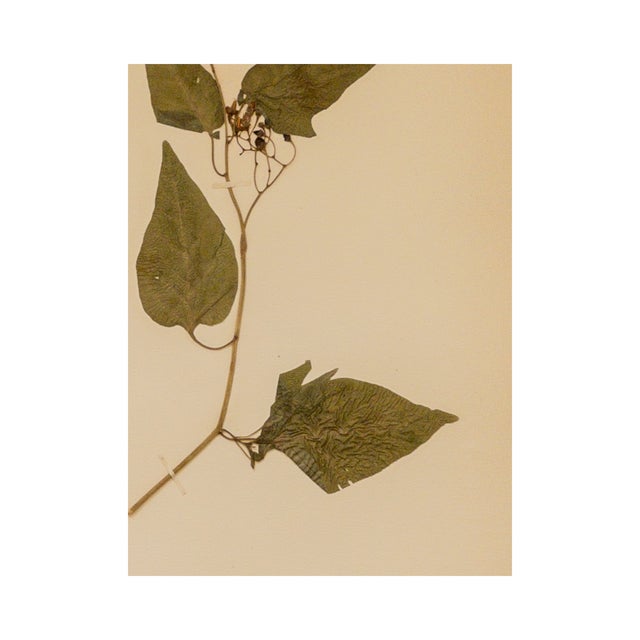 Antique Swedish Herbarium - Bittersweet, circa 1911