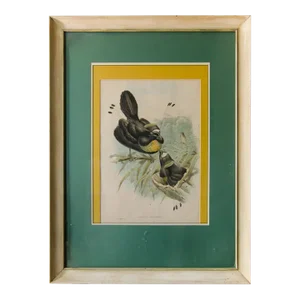 1800s John Gould Framed Limited Edition Lithograph Print John Gould