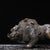 Metal Late 19th Century Gilt Bronze Boar Statue, Mythical Pig Figure, 1.2kg For Sale - Image 7 of 9