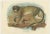 Lloyd, Illustrations of Various Monkey Species, 1894, Set of 8 For Sale - Image 9 of 10
