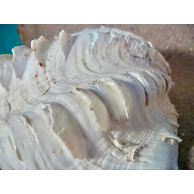 Ruffled Clamshell, Large, With Coral Color For Sale - Image 14 of 14