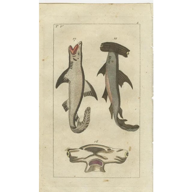 Wilhelm, White Shark, Sawfish, Catshark, 1832, Fish Prints, Set of 3 For Sale - Image 4 of 7