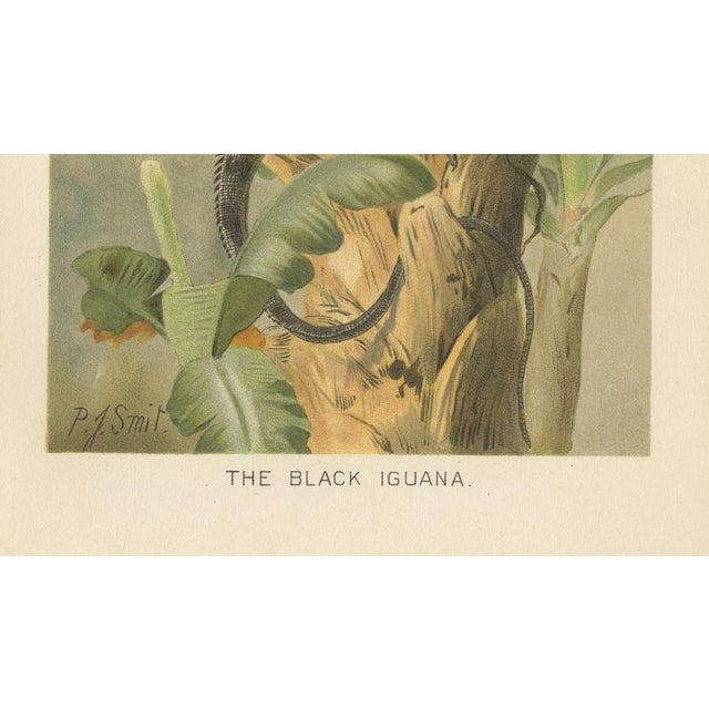 Paper P. J. Smit, The Black Iguana on Banana Tree, 1895, Color Lithograph For Sale - Image 7 of 9