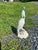 Beautiful vintage white ceramic cockatoo figurine featuring detailed feathered texture and a prominent upright crest. CT