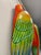 Macaws in Fiberglass & Epoxy, Italy, 1970s, Set of 2 For Sale - Image 16 of 18