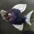Murano Vintage Murano Barbini Signed Iridescent Double Fish Italian Art Glass Display Centerpiece Bowl For Sale - Image 4 of 8