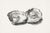Two Opened Oysters, Vintage Natural History Shell Study, 48" X 32" For Sale