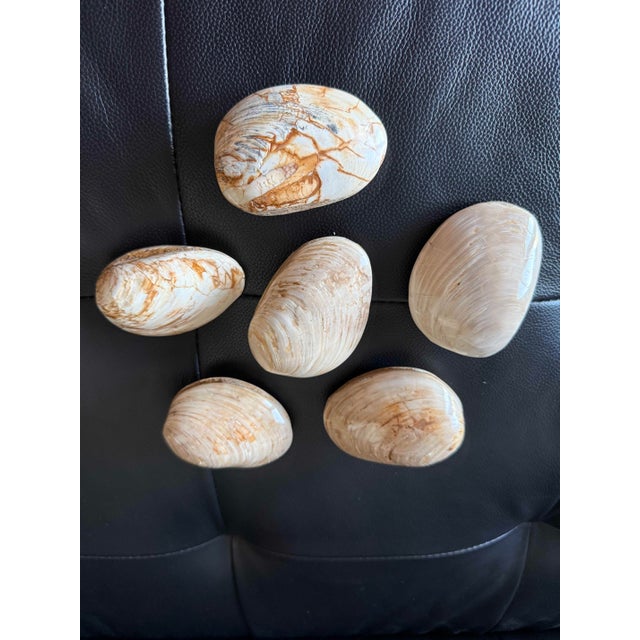 Striking set of six natural fossilized clam shells with beautiful variation in form, surface, and coloration. Each shell...