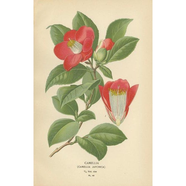 Edward Step, A Triptych of 19th-Century Floral Art, 1896, Paper, Set of 3 For Sale - Image 3 of 6