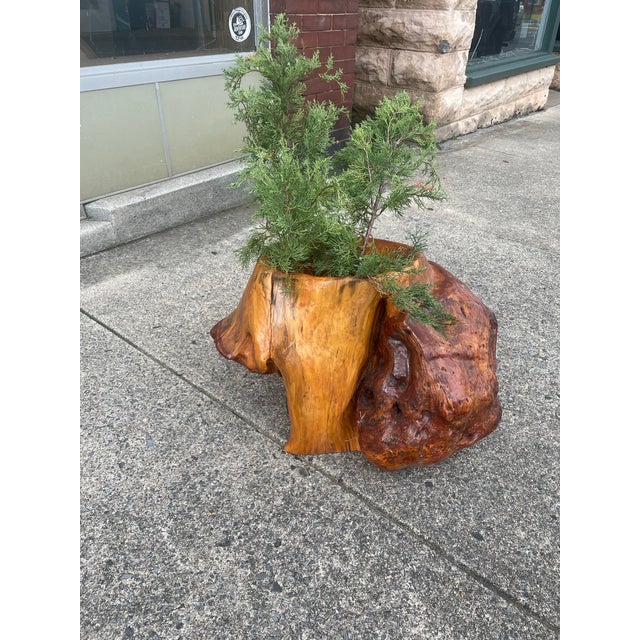 Abstract Free Form Burled Wood Sculpture Plant Stand Modern For Sale - Image 12 of 12