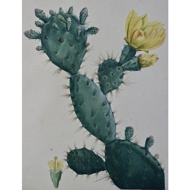 Art Deco Flowering Cactus: Redoute Hand-Colored Engraving "Cactus Opuntia Polyanthos", 1799 For Sale - Image 3 of 6