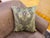 Textile Green Medusa Medallion Jacquard Pillow Cover For Sale - Image 7 of 9