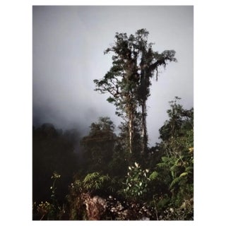 AH, Nature Image, 1983, Photographic Print For Sale