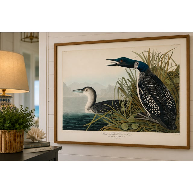 Illustration Great Northern Diver or Loon, Vintage Art Print Reproduction From Birds of America by John James Audubon, 60" X 40" For Sale - Image 3 of 11