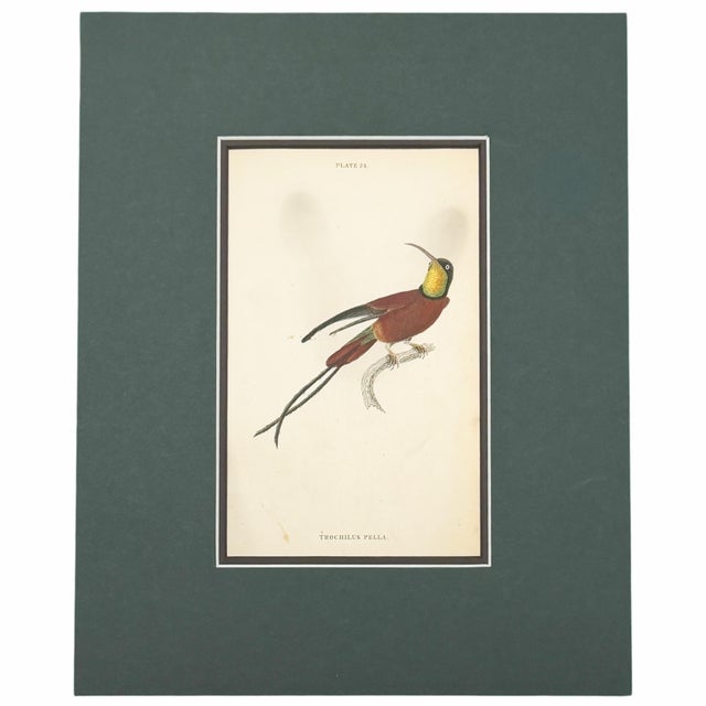 A coordinated gallery of five original 1833 hand-colored hummingbird engravings from Sir William Jardine’s Naturalist’s...