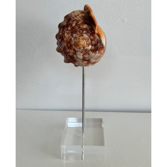 Late 20th Century Bullmouth Conch Shell Specimen on Lucite For Sale - Image 5 of 6