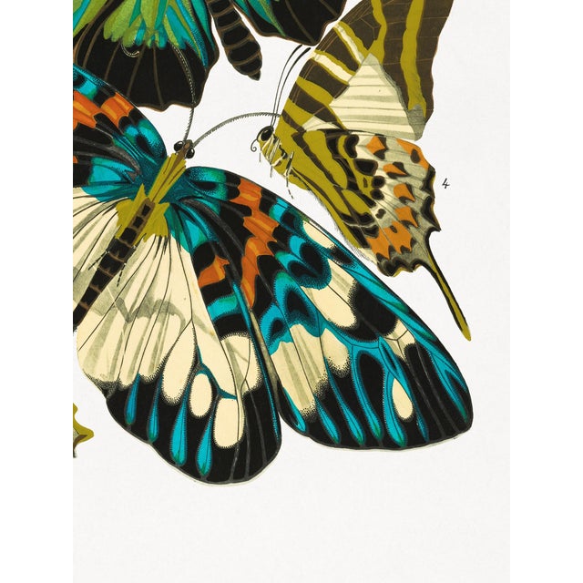 Not Yet Made - Made To Order Vintage Butterfly Illustration, Art Deco Insect Print Reproduction, 1925, 18" × 24" For Sale - Image 5 of 6
