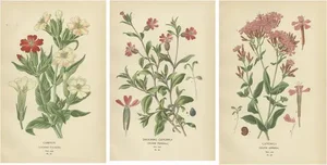 Edward Steps, Victorian Botanical Triptych, 1896, Paper, Set of 3