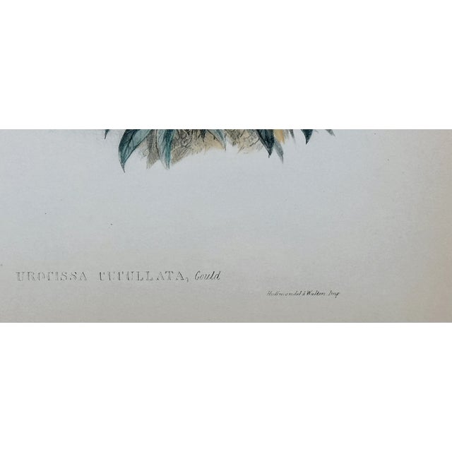 Printmaking Materials John Gould (1804-1881), Urocissa Cucullata, Hand Colored Lithograph, C. 1865 For Sale - Image 7 of 11