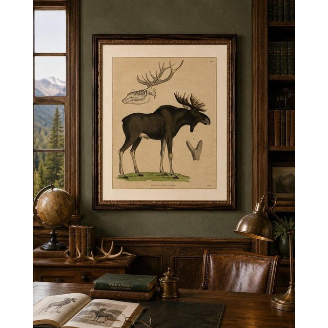 Gold C. Schach, Moose / Eurasian Elk & Antler Anatomy, 1845, Lithograph For Sale - Image 8 of 9