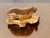 Organic modern handcarved wood naturalistic figurine of a badger.signed by the artist.