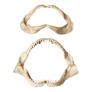 Vintage Genuine Shark Jaws a Pair For Sale
