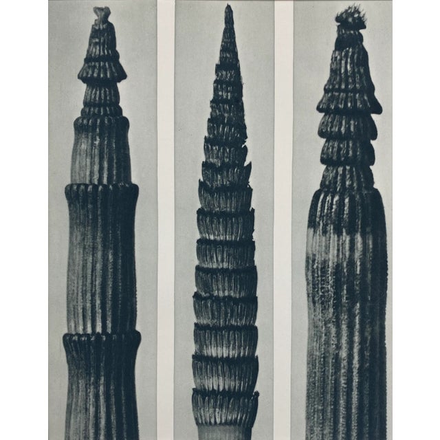 Photorealism Framed Vintage Botanical Blossfeldt Print - No. 2 For Sale - Image 3 of 5