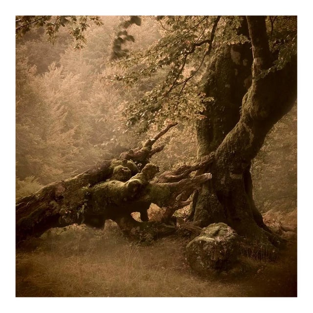 Rosa Basurto, Primo Tempo 5, 2020s, Digital Photograph Print For Sale