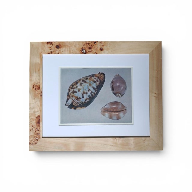 Modern Pair of Framed ea Shell Photopraph Prints in White Matte and Burl Wood Veneer Frames For Sale - Image 3 of 3