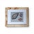 Modern Pair of Framed ea Shell Photopraph Prints in White Matte and Burl Wood Veneer Frames For Sale - Image 3 of 3