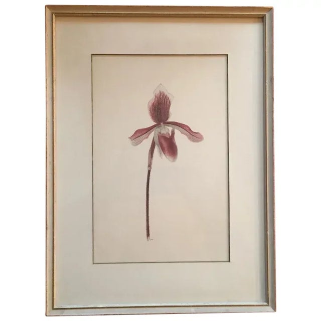 Watercolor Botanical Painting of a Lady Slipper Orchid 1940's For Sale - Image 12 of 12