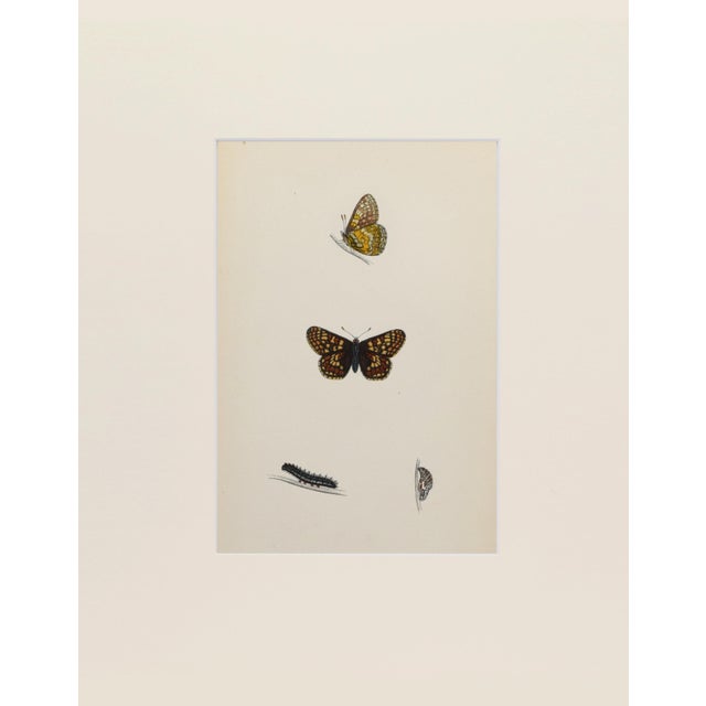 Hand colored butterfly lithograph showing different stages and sexes of a butterfly species from caterpillar to chrysalis...