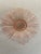 Pink depression glass dish made by Anchor Hocking in the 1920s or 30s. The pattern name is Old Cafe. 6 plates
