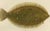 Late 19th Century Wilhelm von Wright, Flounder, Common Sole and Dab, 1895, Lithograph on Paper For Sale - Image 5 of 10