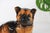 Vintage German Shepherd Puppy Figurine in Ceramic, Italy, 1970s For Sale - Image 4 of 8