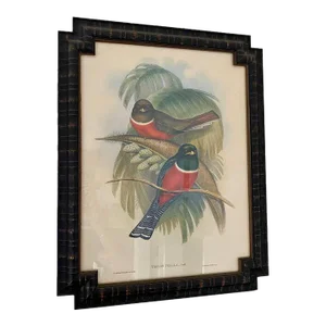 1990s John Gould Bird Lithograph Framed Trogon Puella Exotic Bird in Ebony Cocoa Frame Bombay Co
