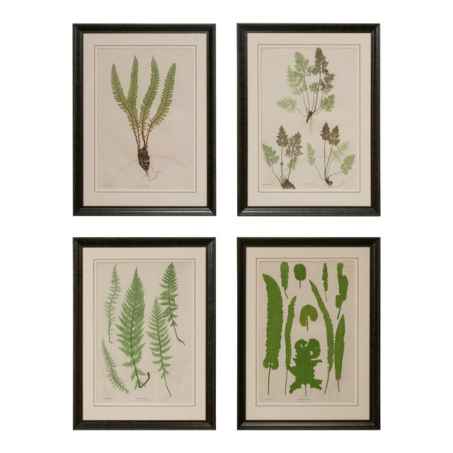 Set of Four 19th Century English Victorian Nature Printed Ferns in Black Frames For Sale