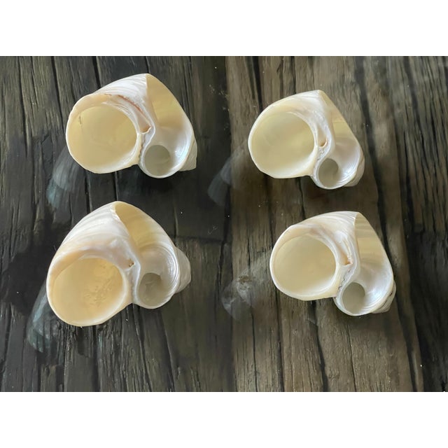 1960s Coastal Table Decor- Dozen Turbo Sea Shells Napkin Rings Mother of Pearl - 12 pcs For Sale In Miami - Image 6 of 6