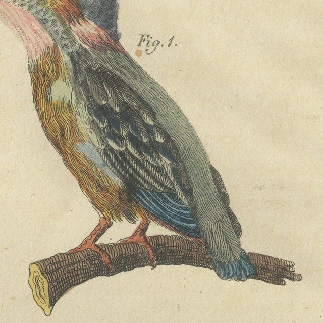 Paper Bertuch, Four Kingfishers on Branches, 1818, Print For Sale - Image 7 of 12