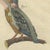 Paper Bertuch, Four Kingfishers on Branches, 1818, Print For Sale - Image 7 of 12