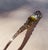A substantial Rogers & Hamilton silverplate ladle, eleven and a half inches long, with a richly modeled Rococo handle. The...
