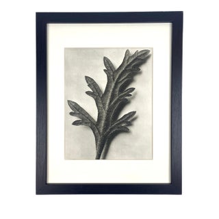 1940s Framed Botanical Blossfeldt Print - No. 81 For Sale