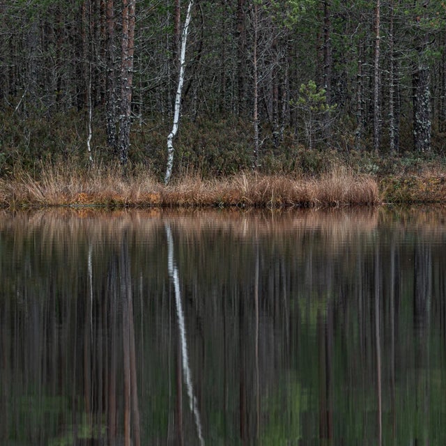 Not Yet Made - Made To Order "Deep_Mirroring_Forest_014" Triptych, Limited Edition Fine Art Photograph by Bernhard Lang, Set of 3 For Sale - Image 5 of 7