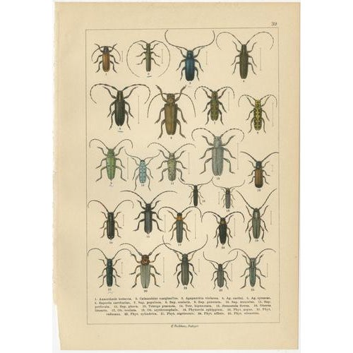 Calwer, Beetles, European Species Plates, 1893, Chromolithographs, Set of 4 For Sale - Image 6 of 9